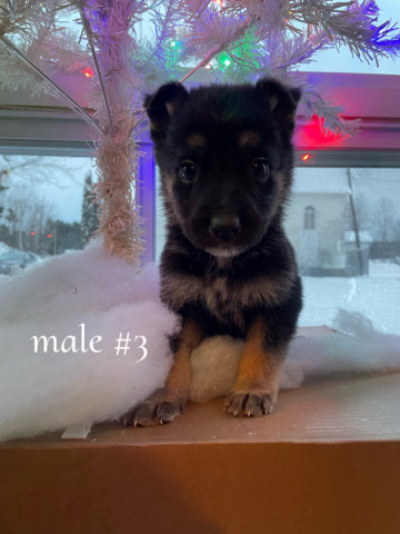 German Shepherd – german shepherd puppies