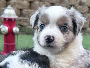 Miniature Australian Shepherd – mini/toy Aussie purebred – Antelope