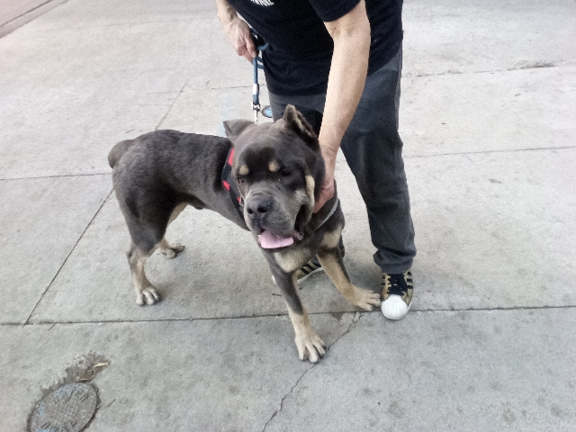 Cane Corso - cane Corso  available for adoption in Los Angeles
