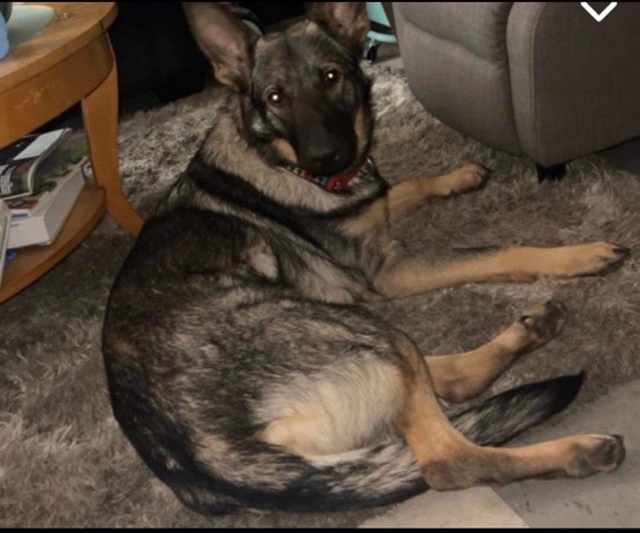 German Shepherd – ginger