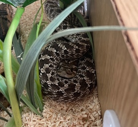 Hognose Snake + Set Up