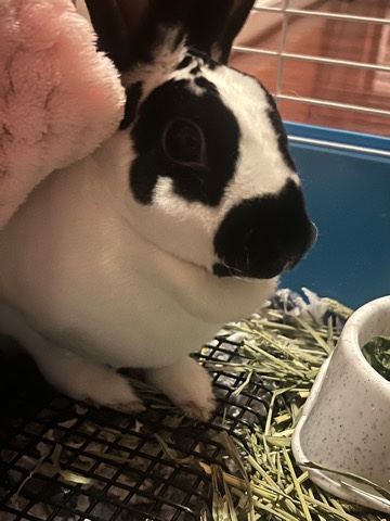 Mini Rex – Mini Rex Rabbit less than 1 yr old for sale with a