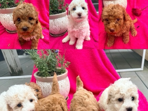 Poodle – poodle – Tewksbury