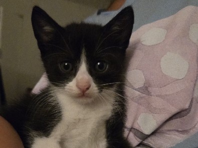 Free kittens – Kapolei