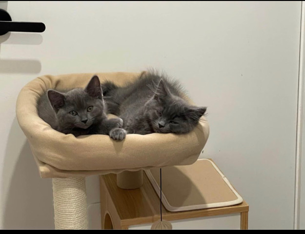 Russian Blue – Two Kittens for Cats lovers need a good home