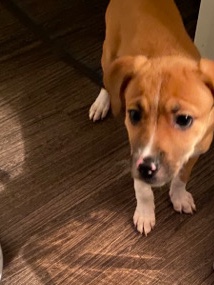 Beagle – Beagle Puppy