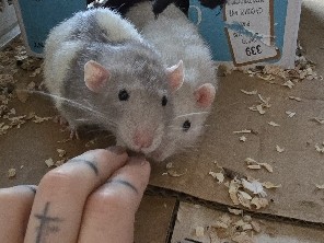 Rat – Rats – Mission Viejo