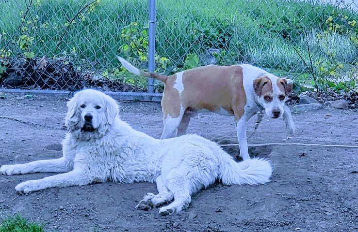 Great Pyrenees – Loving and Caring Great Pyrenees For Sell