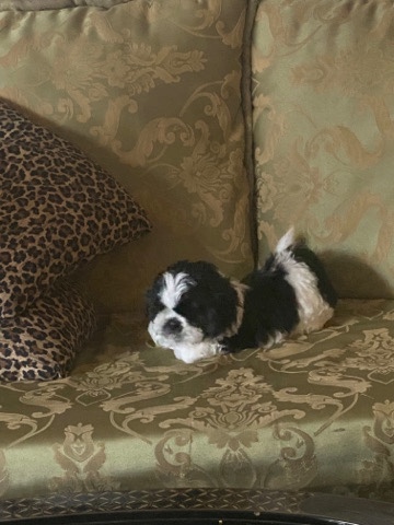 Shih Tzu – Puff