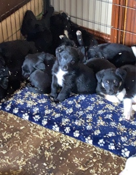 Border Collie – collie x lab puppies ready to leave