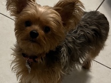 Yorkshire Terrier - Bella available for adoption in Miami