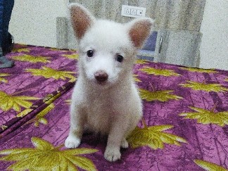 Indian Spitz – Female Indian Pomeranian – Kharar