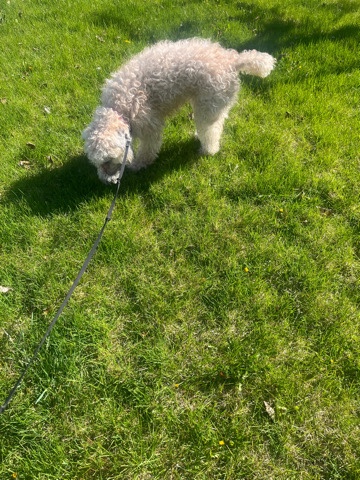 Poodle – Maggie (free)