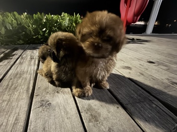 Shih Tzu – Adorable Shih Tzu Puppies for Sale – 8 Weeks Old – West Palm Beach – West Palm Beach
