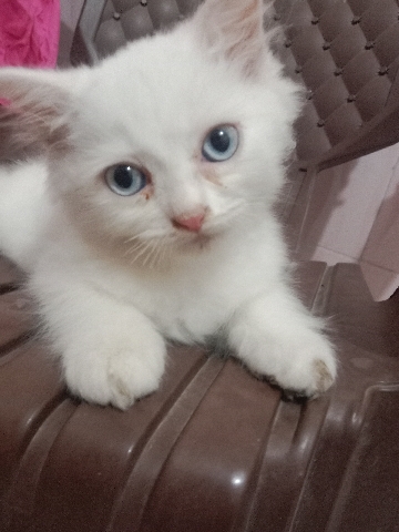 Persian (Modern) – persion kitten