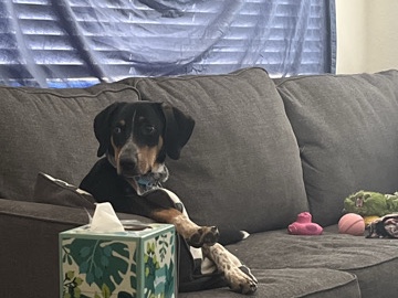 Bluetick Coonhound – Need help rehoming my pupper – Goodyear