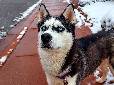 Siberian Husky – Harry the Husky – Las Cruces