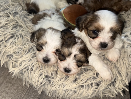 Shih Tzu – Malshihpoo puppies – Thornton