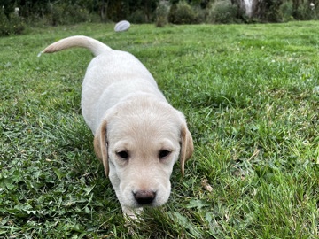 Labrador Retriever – Labrador pups for sale – Towcester