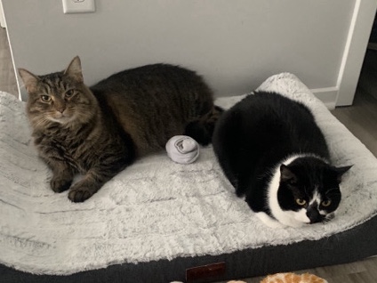 Two Cats - free to a good home – Alexandria