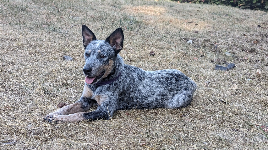 Australian Cattle Dog β Rehoming pups