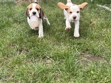 5 generation pedigree beagles 
