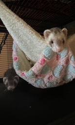 ferret – two female ferrets