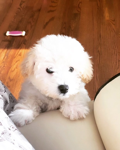 Bichon dog