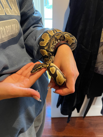Any – Ball Python
