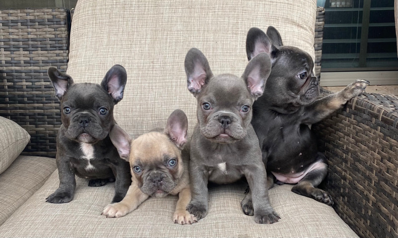 French Bulldog – Frenchies