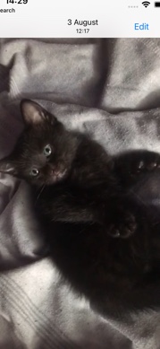 kitten