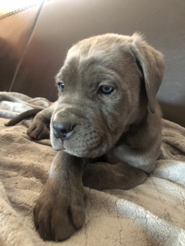 Cane Corso – Cane Corso puppies