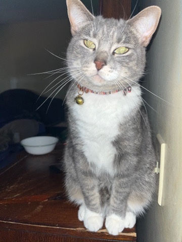 Russian White, Black and Tabby – My cat HayHay needs a new home