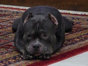 American Staffordshire Terrier – Rehoming only (3-yeae-old American Bully, pocket size) – Kranenburg