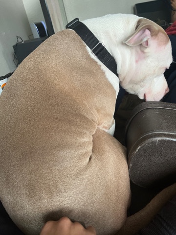 American Pit Bull Terrier – female nuetered pitbull