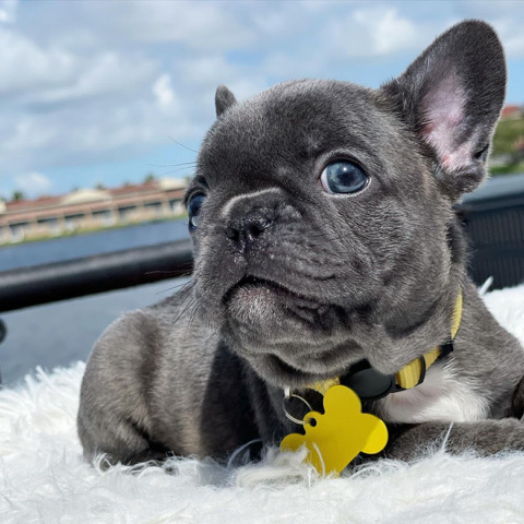 French Bulldog – Akc Reg Frenchies available