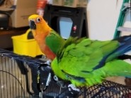 Green-Cheeked Conure – mated conure pair