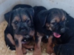 Border Terrier – beautiful boarder terriers kc reg – Tyne and Wear