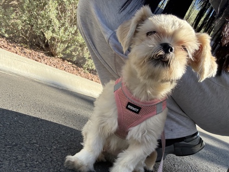 Shih Tzu – Female Minature Shih Tzu – Las Vegas