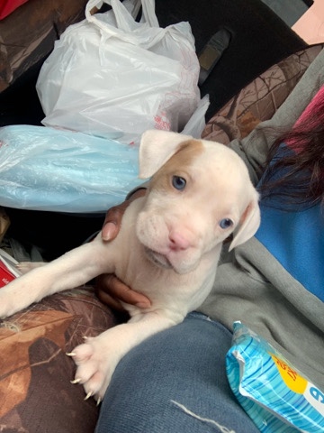 American Pit Bull Terrier – puppy for sale!