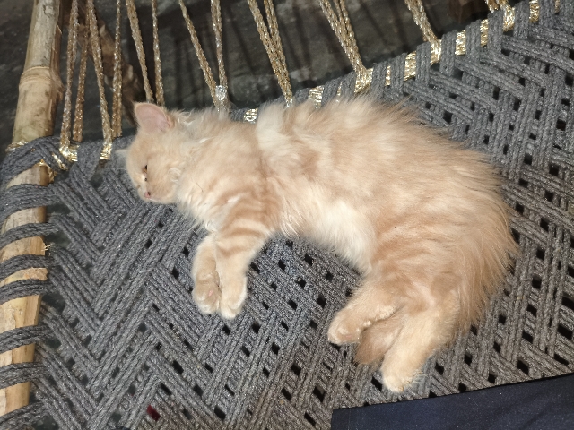 Persian (Modern) – percian cat 2 month old – Faridabad