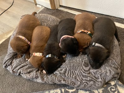 Pitsky Puppies Looking for a Forever Family! – Lackawanna