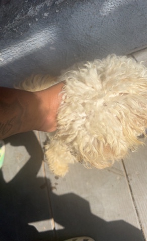 Maltese – Maltipoo