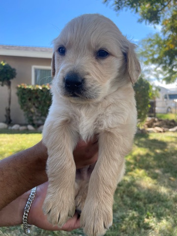 Golden Retriever – Golden Retriever Pups Purebread