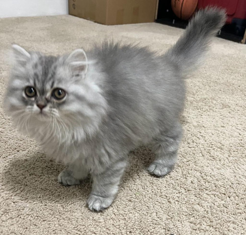 Persian (Traditional) – Persian kittens