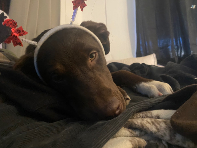 Labrador Retriever – Jasper - Chocolate Labrador
