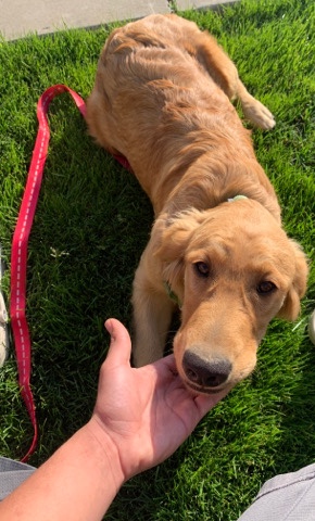 Golden Retriever – golden retriever