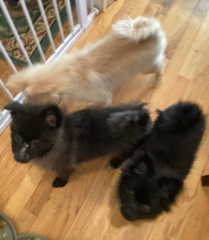 Pomeranian – CKC Registered Puppies