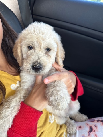 Labradoodle puppy