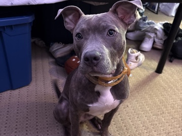 American Pit Bull Terrier – Purebred American Pit Bull Terrier – 1 Year Old – Las Vegas